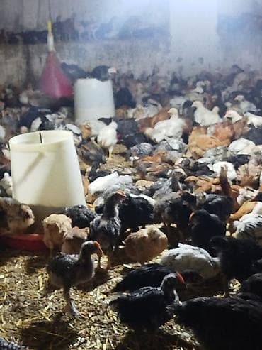 Toyuq cücələri, Ətlik, Pulsuz çatdırılma