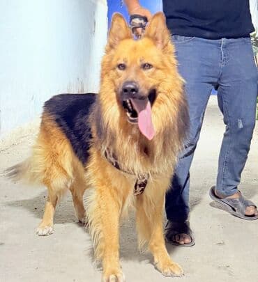 Erkeydi 2 yaşı var