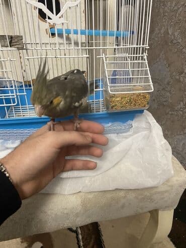 Mərmər effektli PVC panellər: Nimfa (Cockatiel) papağanı - Rəng: zeytun-boz, qanadlarda ağ — 1