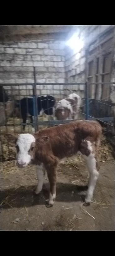 Yemlər: ÜNVAN AĞDAM RAYONU KİME LAZIM. OLSA ELAQE SAXLASIN QİYMED BUZOVA GORE — 3