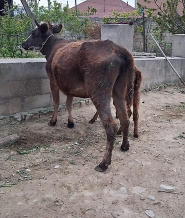 Inəklər, öküzlər: Dişi, il: 1, 100 kq, Südlük, Ünvandan götürmə, Ödənişli çatdırılma — 3