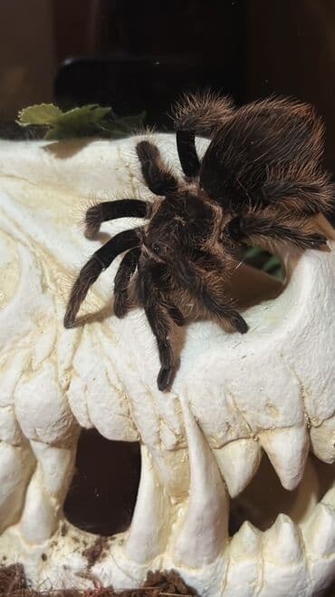 amadin qusu haqqinda: Növ: Brachypelma ( vagans - albo ) (tarantula) – qara və boz-bej — 4