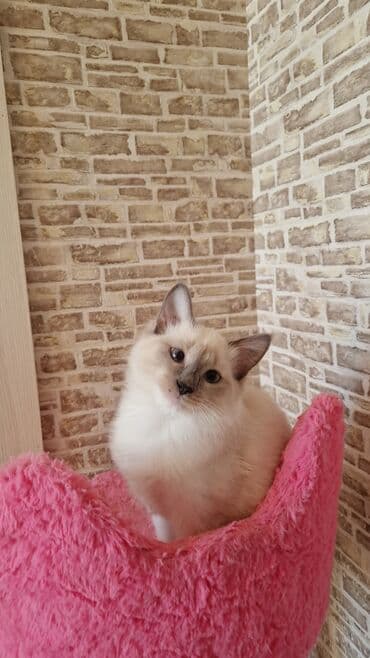 ağ pişiy: Dişi, Pulsuz çatdırılma — 10