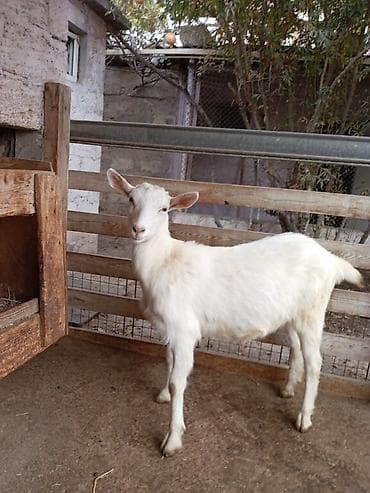 Dişi, Zanen, il: 2, Ünvandan götürmə lalafo.az -da Dişi, Zanen, il: 2, Ünvandan götürmə