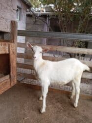 pişik bala: Dişi, Zanen, il: 2, Ünvandan götürmə — 5