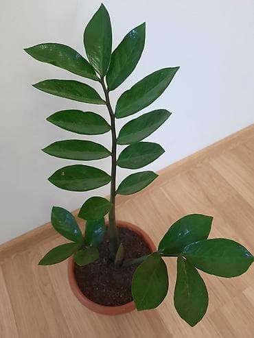 Комнатные растения: Zamioculcas gülü — 2