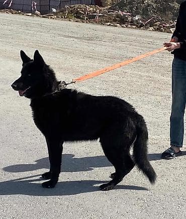 it ucun remen: Alman çoban iti, 3 il, Erkek, Peyvəndli, Ünvandan götürmə, Rayonlara çatdırılma — 4