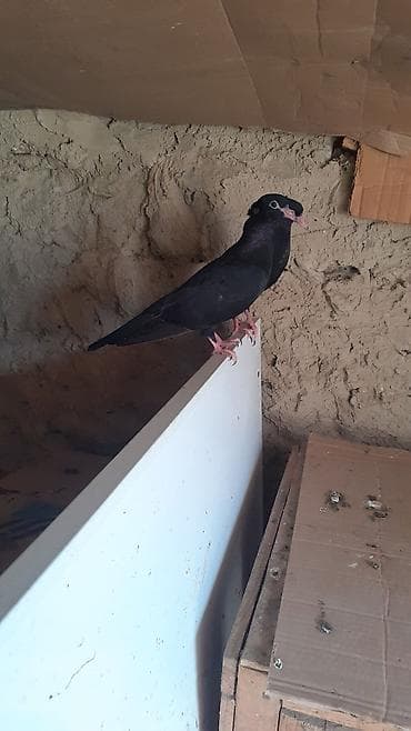 Bir cut rasiya sortu qara kekilli aq dimdik balalar satilir.qiymeti 30 — 2