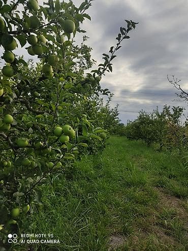 2713 sot, Kənd təsərrüfatı, Mülkiyyətçi, Kupça (Çıxarış) — 1
