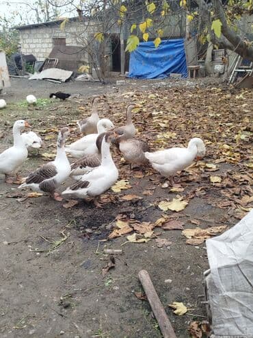 Qaz sürüsü – ağ və boz rəngli fərdlər - Növ: ev qazı (ağ və — 2