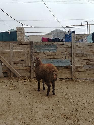 Quzu, Erkək, ay: 7, 30 kq, Ətlik, Ünvandan götürmə