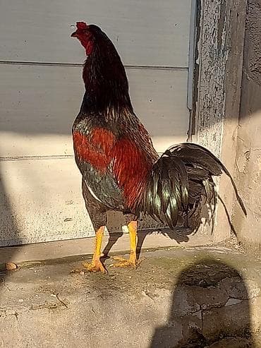 menali it adlari: Xoruz, Heyratı, il: <1, Ünvandan götürmə, Ödənişli çatdırılma — 4