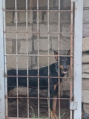 itlərin təlimi: Doberman, 11 ay, Dişi — 4