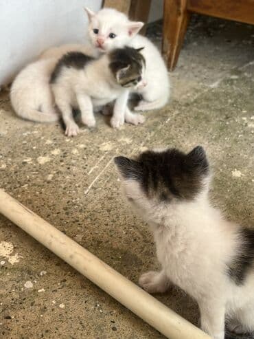 pişik damı: Dişi, Erkək, Yaxşı əllərə, Pulsuz çatdırılma — 5