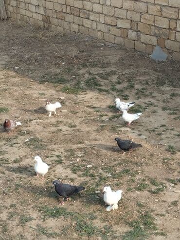 Информатика: 5 denesi kom 35 AZN tutulmalar — 3