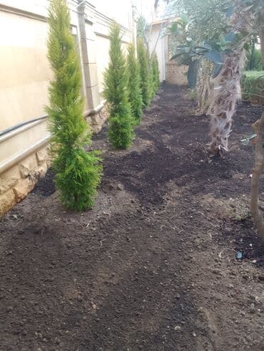 ищу работу садовник на дачу: Salam bağ evlərində, Abyektlərdə parklarda bağban xidməti görülür — 6