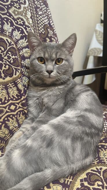 белый котенок в добрые руки: Шотландская, Самец, В добрые руки, Самовывоз, Платная доставка, Доставка в районы — 6