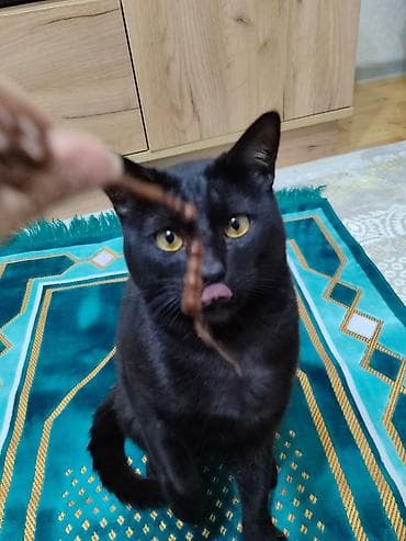 pişik etibarlı əllərə verilir: Sahiblendirilir. 1yaşındadı adı Pota. öz pişiyimdi evdə qardaşı da var — 6