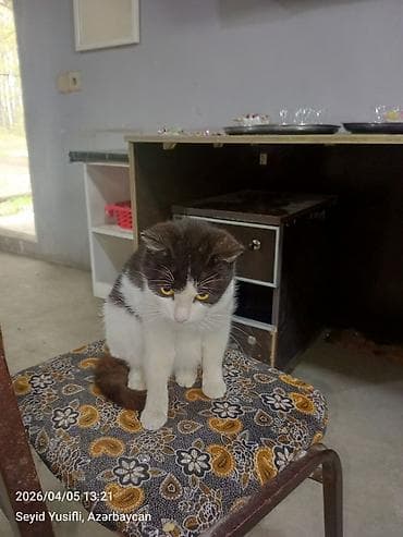 pisik adlari rusca: Yaxşı əllərə — 10