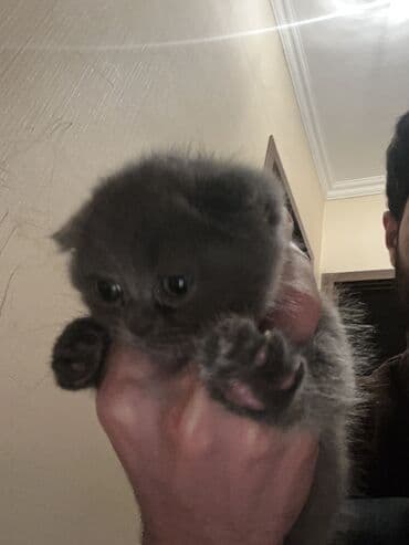 alisanın pişiyinin adı nə idi: Şotland yastı qulaq, Dişi, Yaxşı əllərə, Ünvandan götürmə, Ödənişli çatdırılma — 3