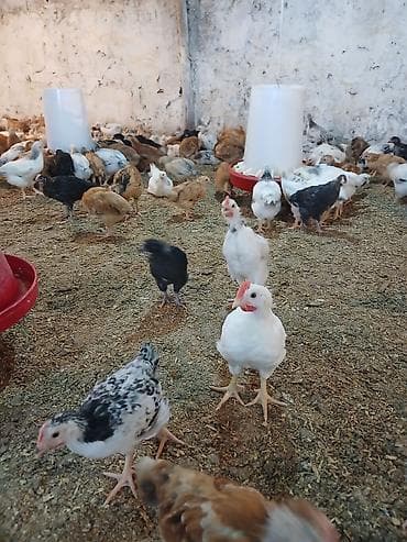 cüce adları: Toyuq cücələri, Damazlıq — 5