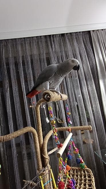 danışan papuqay satılır: Африканский Серый-краснохвостый Жако. не разговаривает,но красиво — 2