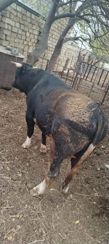 ərkəy dana: Məhsul: Qara rəngli buğa Təsvir: - Güclü, əzələli quruluş, enli döş — 7