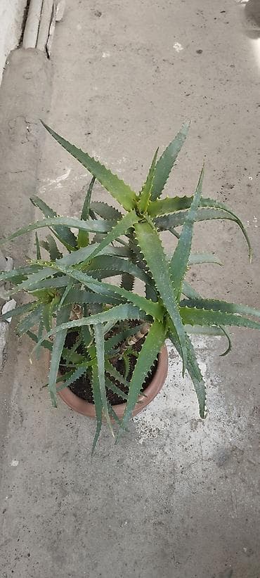 Aloe vera dərman bitkiləri,6 illikdir, dərman vasitəsi kimi istifadə