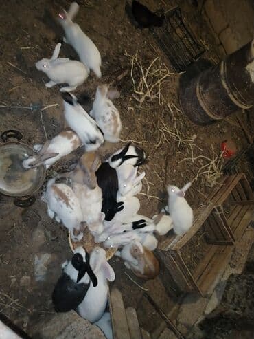 енот в баку купить: Satlıq dovşanlar – müxtəlif rəng və naxışlarda Məhsulun — 4