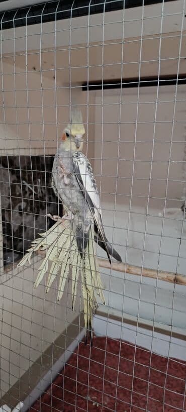 ucuz göyərçinlər: Nimfa (Cockatiel) tutuquşuları – müxtəlif rəng mutasiyaları - Növ — 3