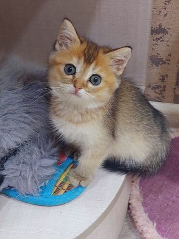 şotland pişiyi etibarlı əllərə verilir: Şotland, Dişi, Yaxşı əllərə, Ünvandan götürmə — 8