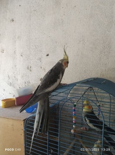 dovşan qəfəsi: Qəfəslər quşlar — 10