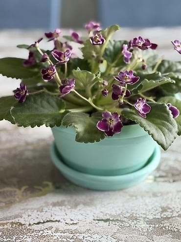 samdanlar ve saat: Afrika bənövşəsi (Saintpaulia) – saxlaması asan, bol çiçəkli otaq — 2