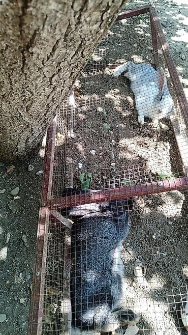 Dovşanlar və metall tor qəfəs Məhsul təsviri: - Şəkildə torlu metal