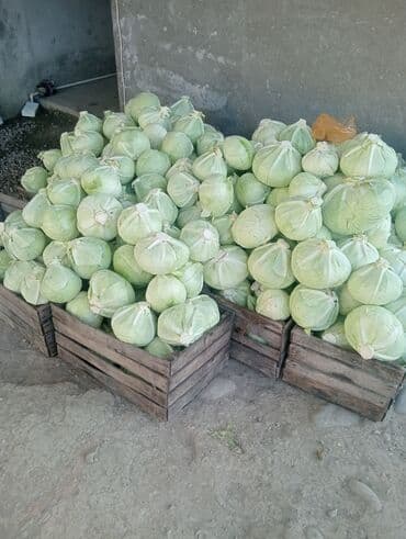 Ağ kələm – sandıqla toplu satış Məhsul: Ağ baş kələm (yuvarlaq). -