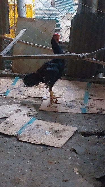 heyvanlar ucun bit dermani: Xoruz, il: <1, Ünvandan götürmə, Ödənişli çatdırılma — 2