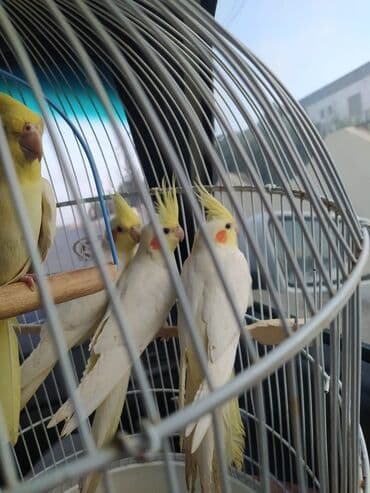 dərzi quşu: Hazir quşlar ededi 50 Azn cutu 90 Azn — 3