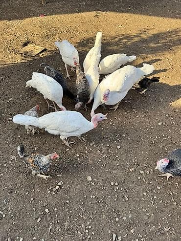 heyvan bazari keci: Erkək, Damazlıq, Ünvandan götürmə — 2