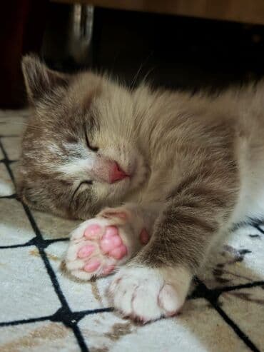 Erkək, Yaxşı əllərə