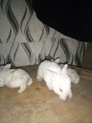 Куры: Ağ tüklü dovşan balaları.anasi atasi hamsi biryerde satilir.anasi — 3