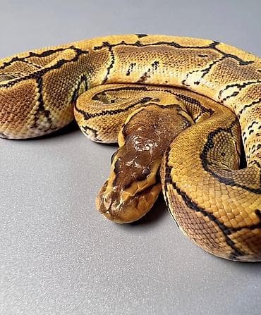 şamo beçə: Предлагаю к продаже здоровых и активных детёнышей королевских питонов — 6