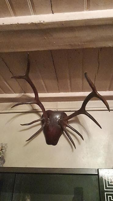 Другой декор и предметы интерьера: Dekorativ maral buynuzu (divar üçün asma) 40ilin maral buynuzu — 1