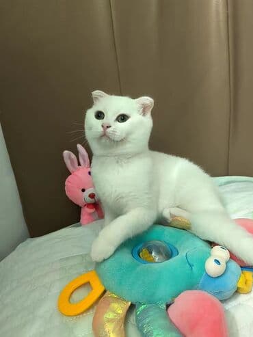 scottish pişik: Şotland yastı qulaq, Dişi — 2