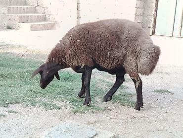 qala qoc: Dişi, Qala, il: 2, 80 kq, Damazlıq, Ünvandan götürmə — 3