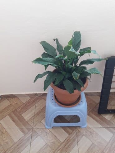 куплю комнатные растения: Geniş, tünd yaşıl yarpaqları olan bir otaq bitkisi. Bitki, yüngül boz — 1