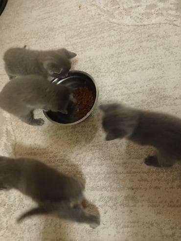 tazı: Britan, Yaxşı əllərə — 4