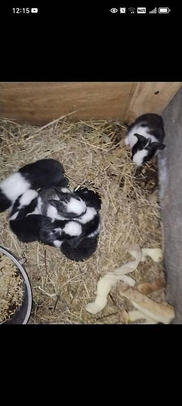 ordek bala: Unvan Sulutəpə
Say 7 ədəd
Tam saglam 14-15gunluk balalar — 2