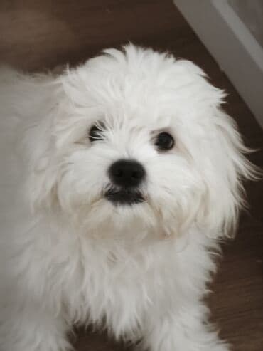 Lincoln: Мальтийская болонка, 6 месяцев, Самец — 2