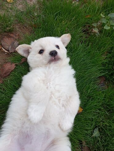 немецкий дог: Звонок, 2 месяца, Самка — 2