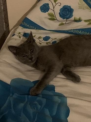 pisik oyuncaqlari: Rus mavisi, Erkək — 1